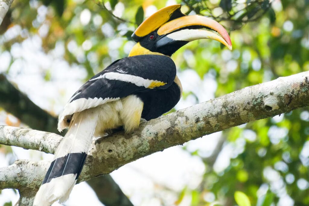 Malabar Pied Hornbill