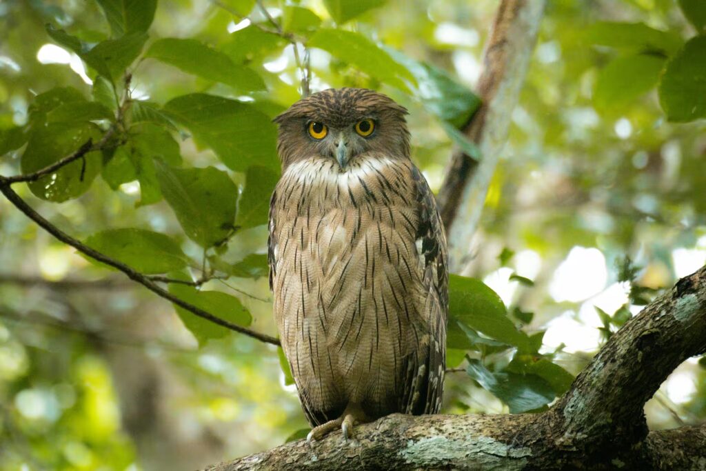 Brown Fish Owl