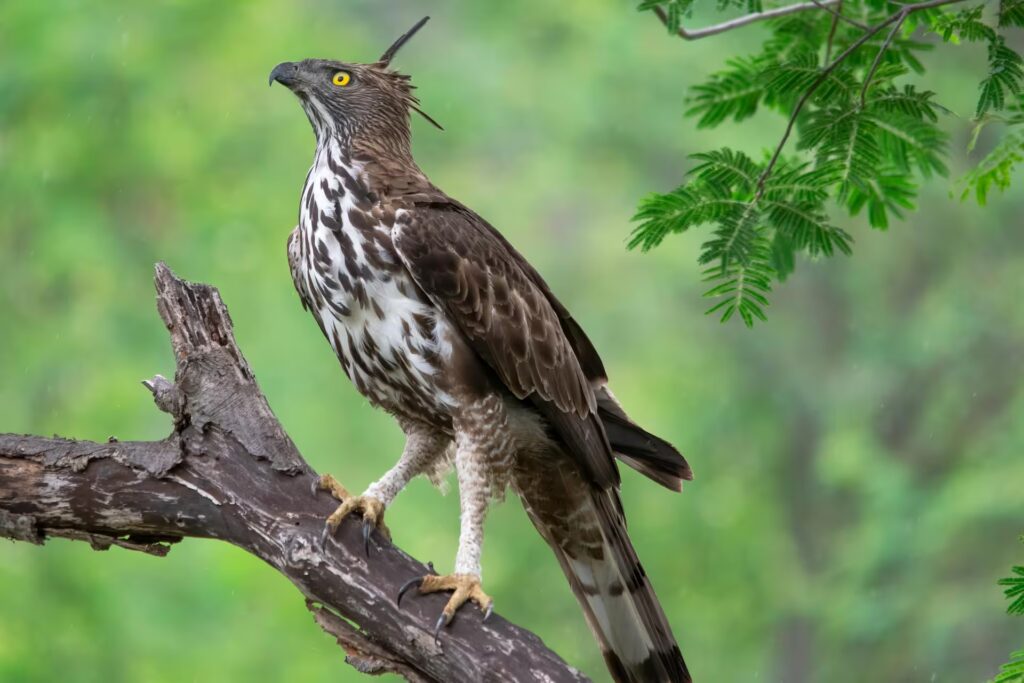 Crested Hawk Eagle