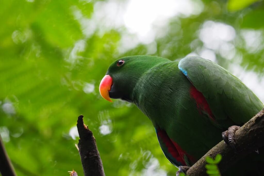 Alexandrine Parakeet