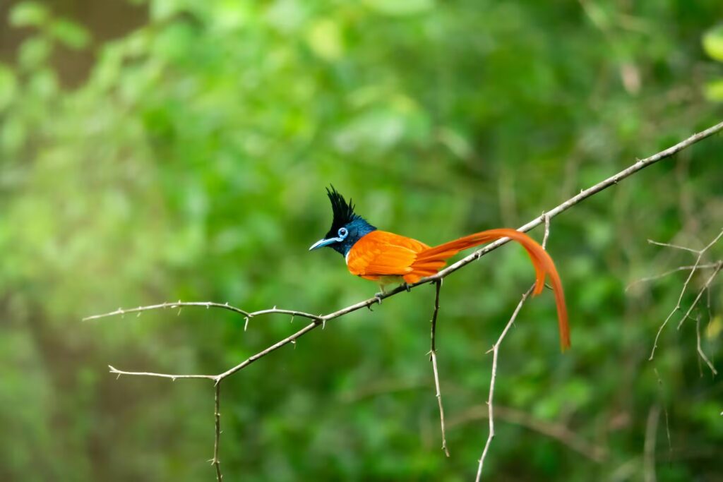 Indian Paradise Flycatcher