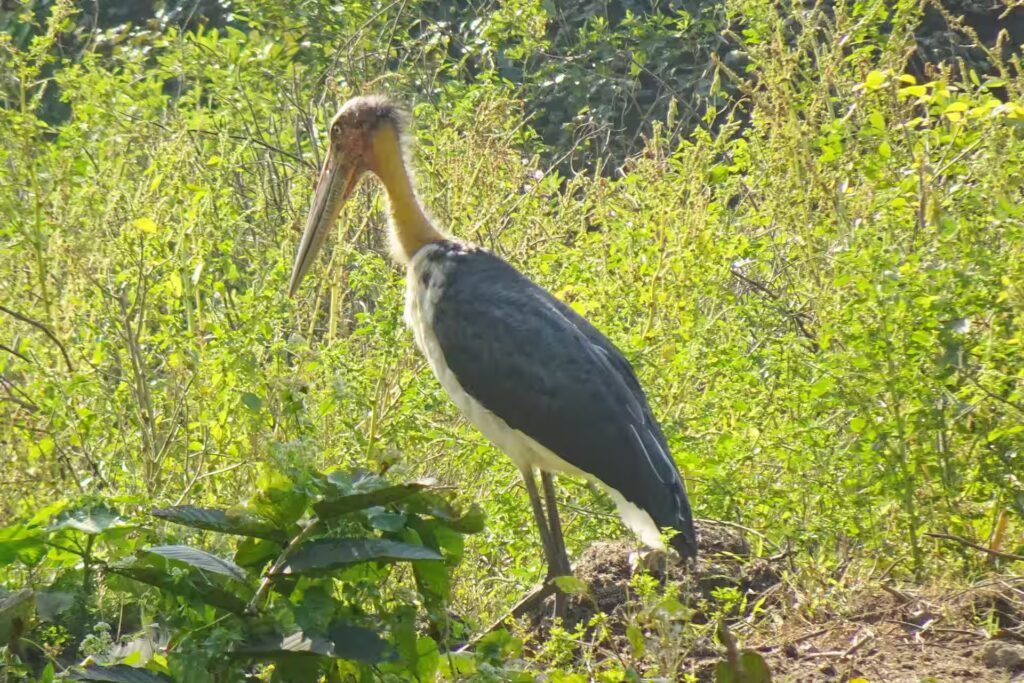 Lesser Adjutant Stork