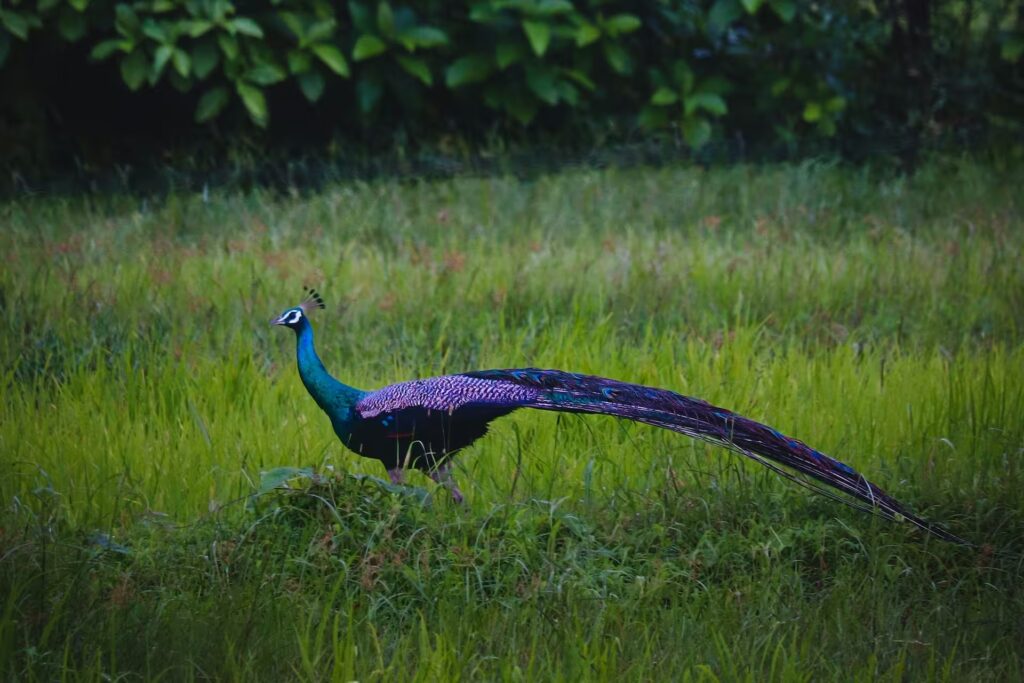 Peafowl