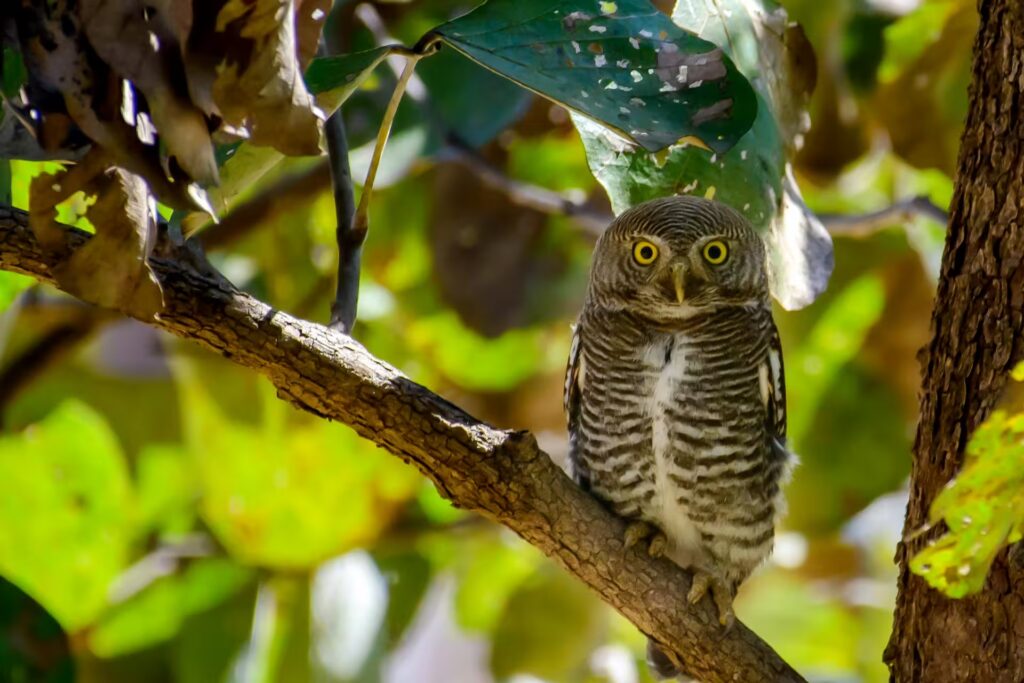 Jungle Owlet