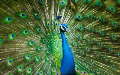 Top 10 Birds to Spot in Bandhavgarh National Park