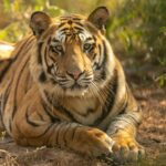 Which Bandhavgarh Gate Is Best for First Timers