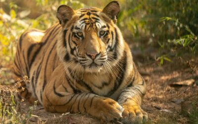 Which Bandhavgarh Gate Is Best for First Timers