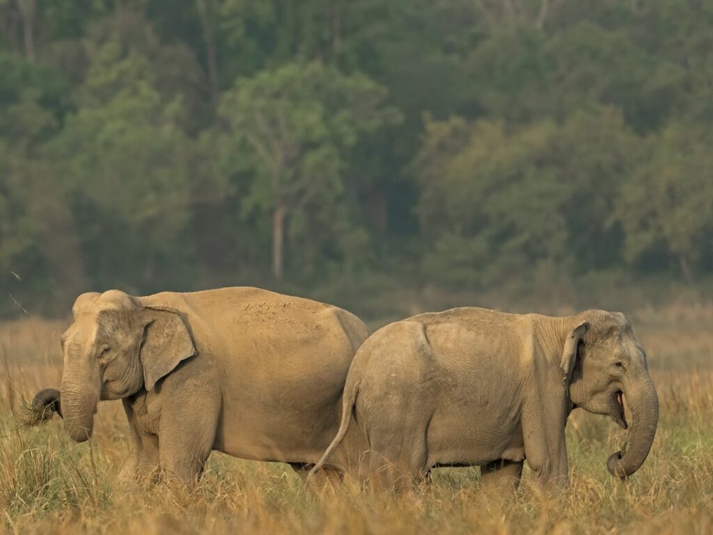 Corbett Elephants