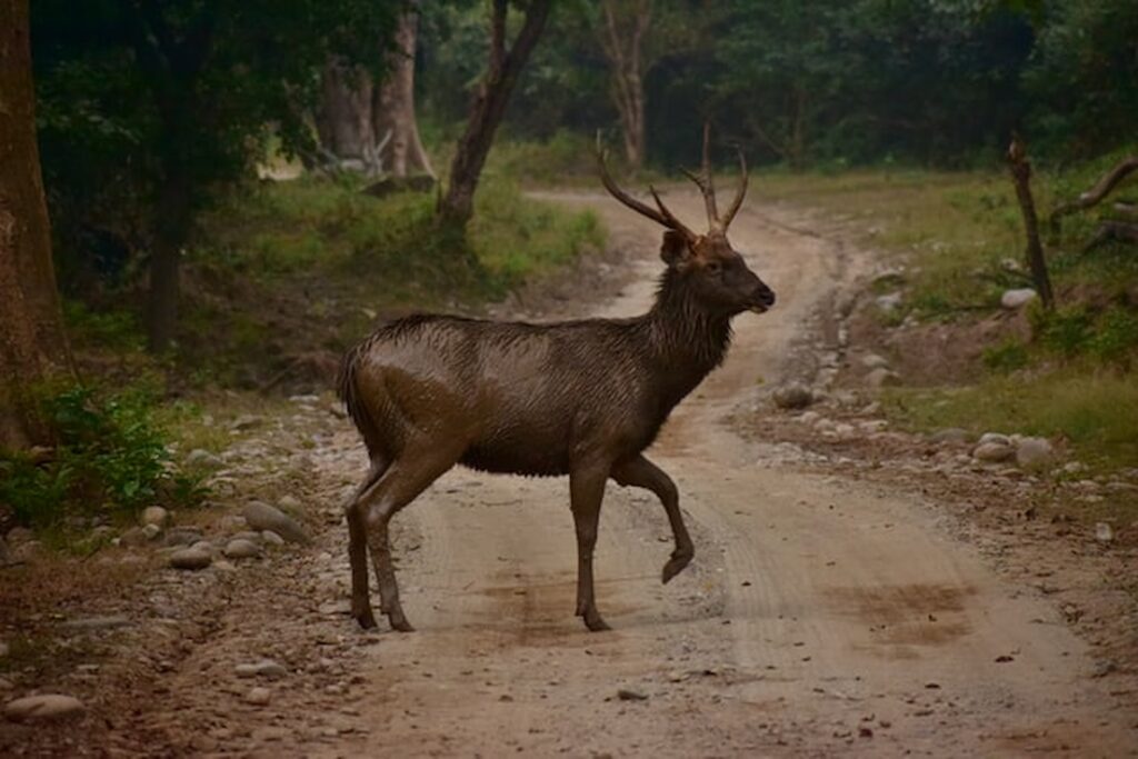 Corbett Sambar Deer