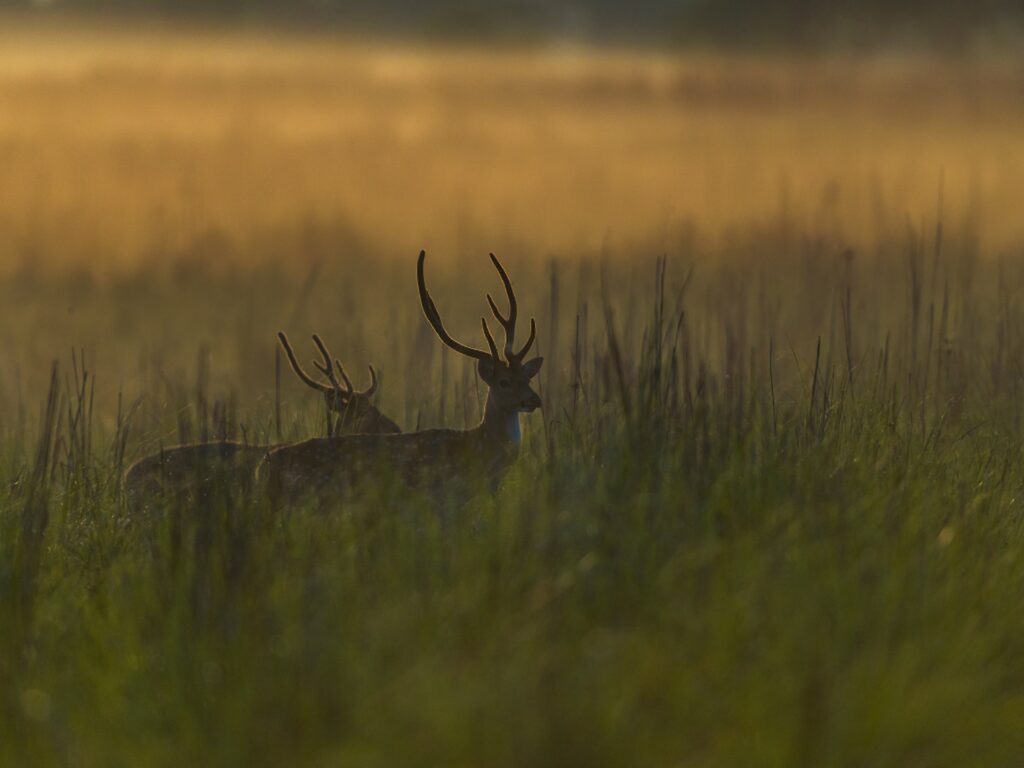 Safari Zones in Corbett