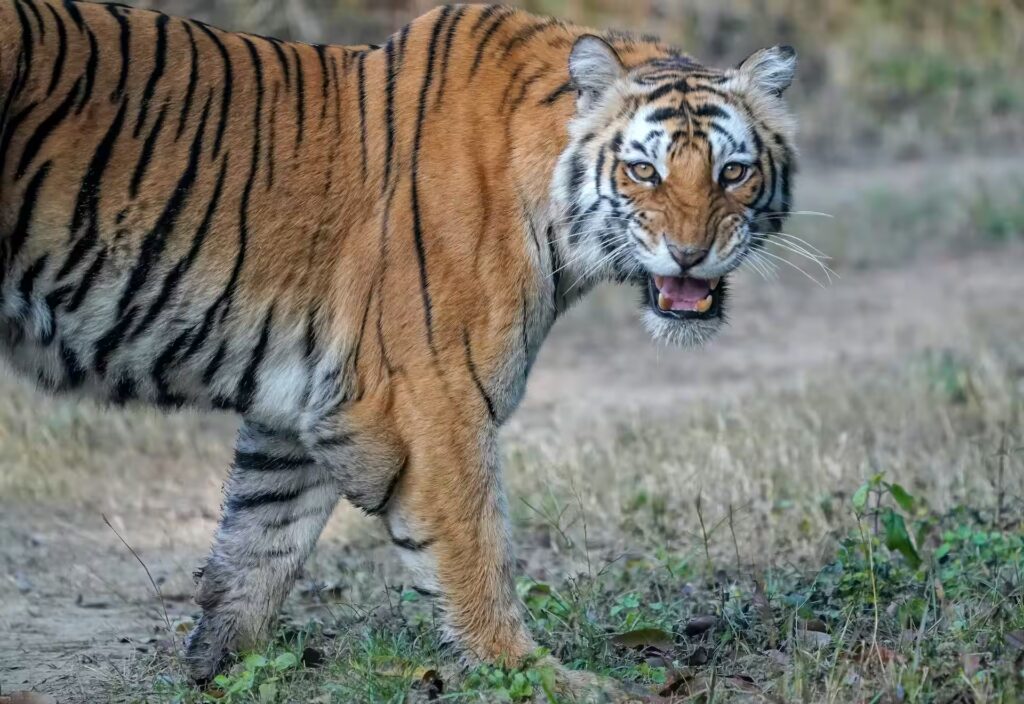 Corbett & Dudhwa Safari