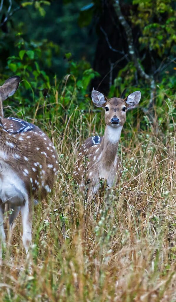 Deer in Grass