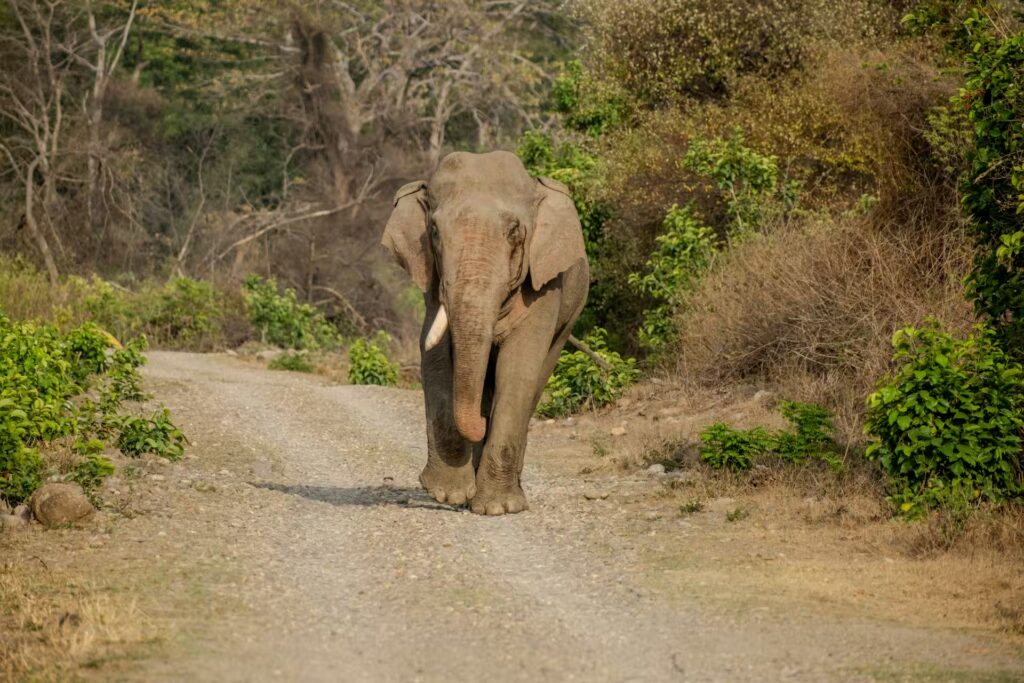 How to Reach Corbett
