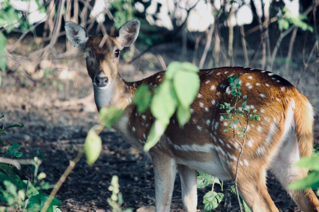 Graceful Spotted Deer