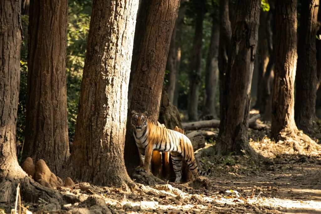 Wildlife Photography in Corbett
