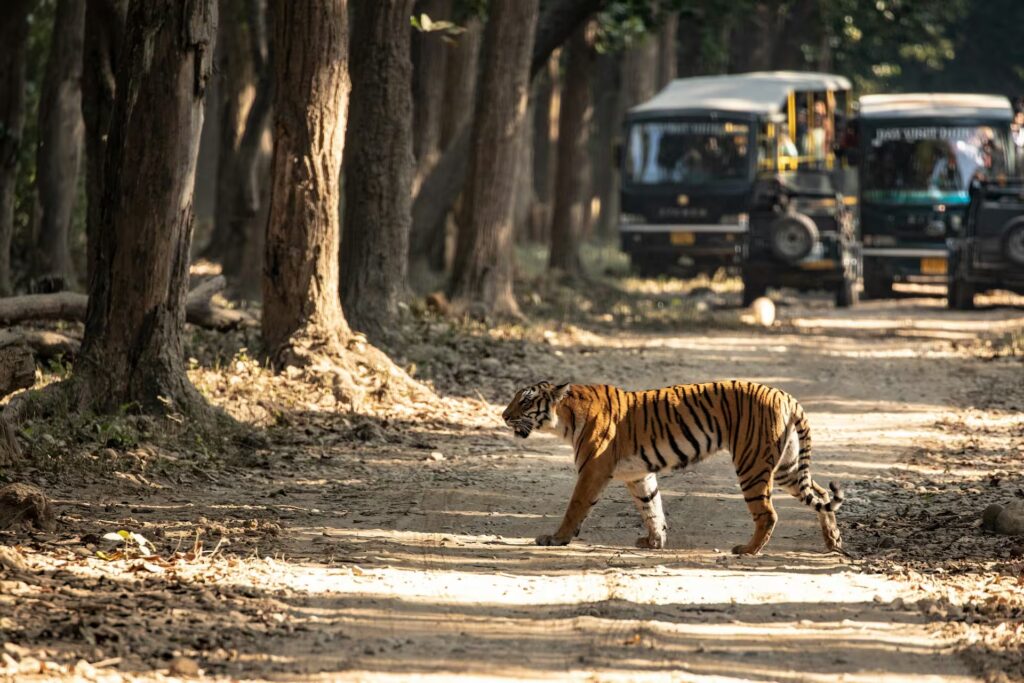 Online Corbett Safari Booking