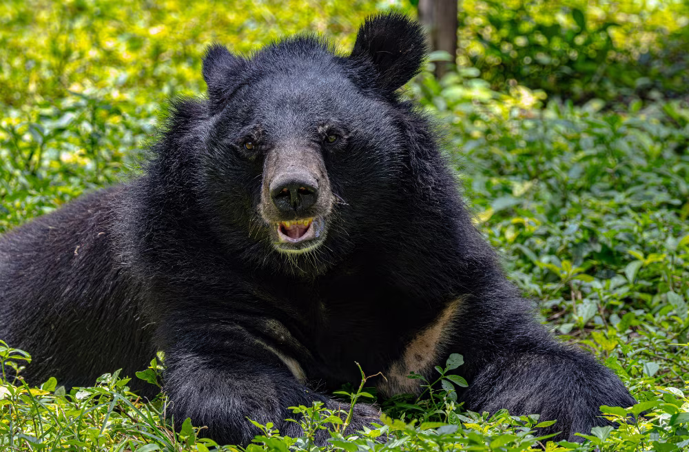 Himalayan Black Bear