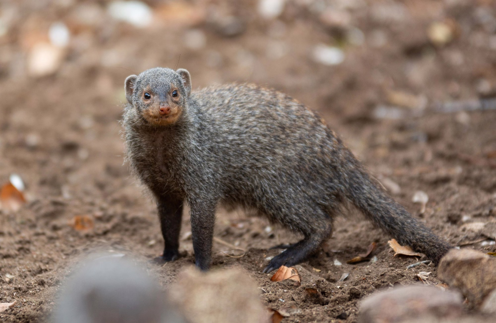 Indian Grey Mongoose