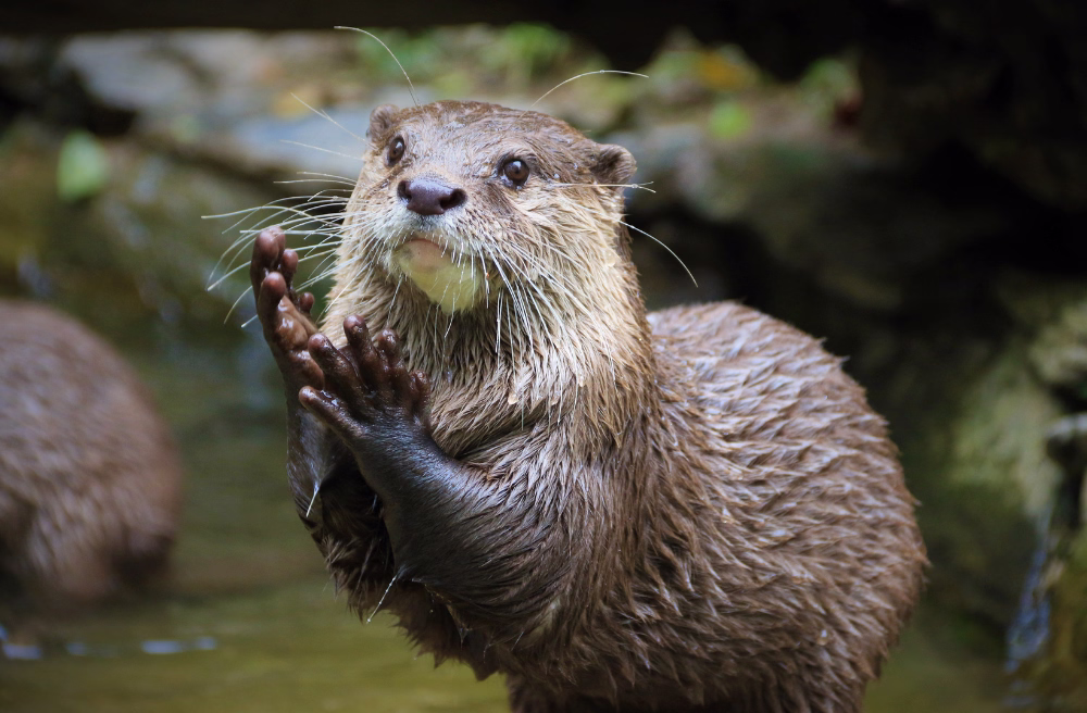 Otter