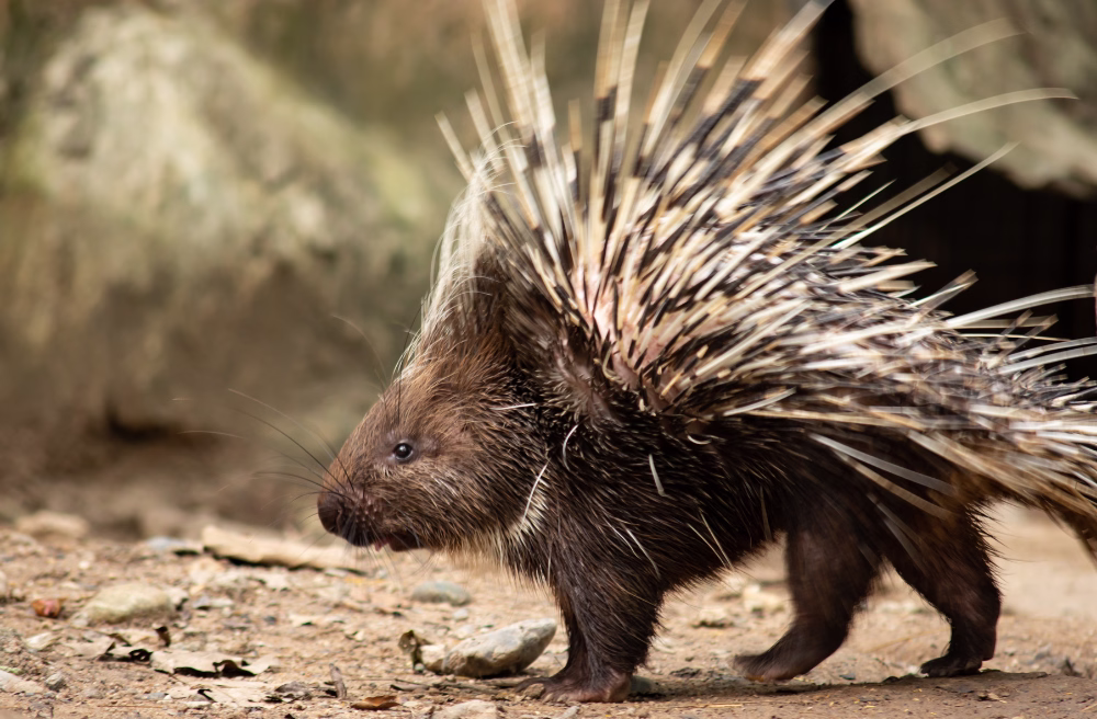 Porcupine