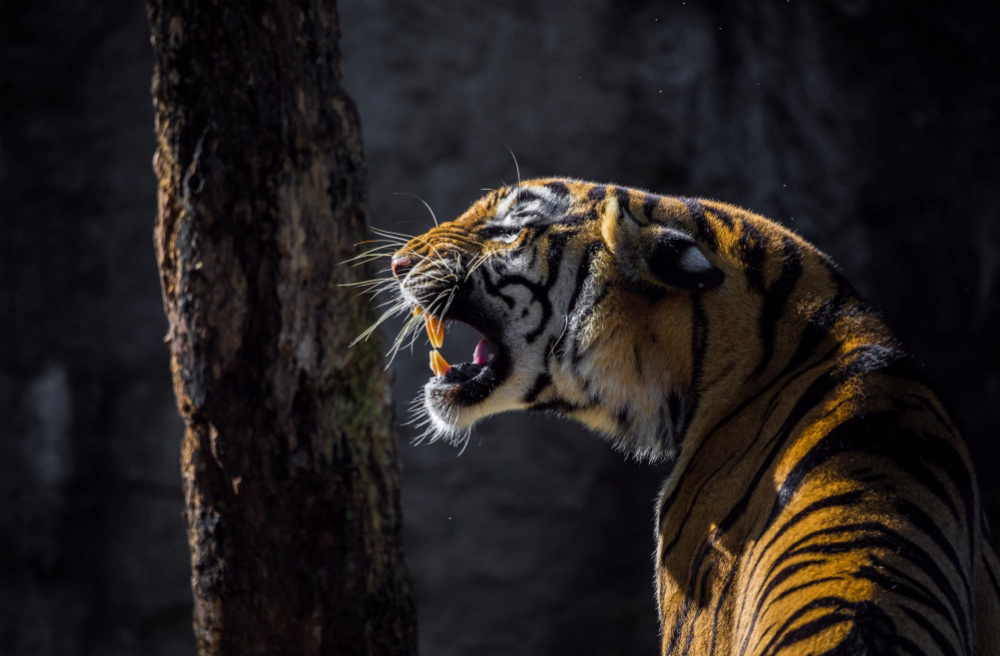 Dhikala Weekend Safari