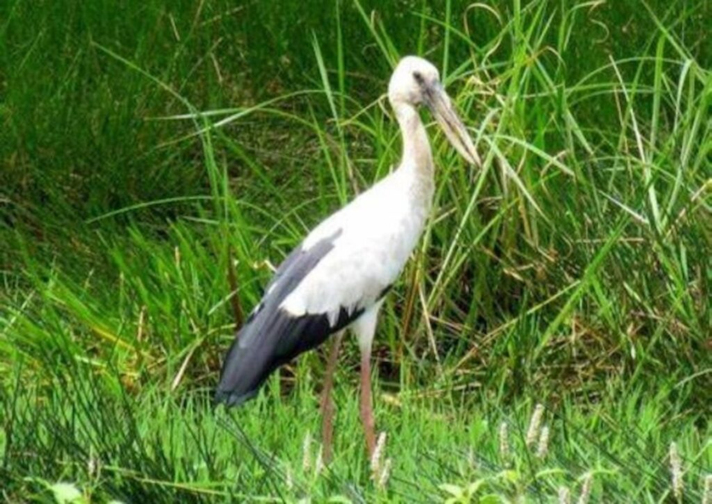Asian Openbill