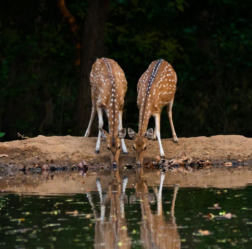 Rajaji National Park