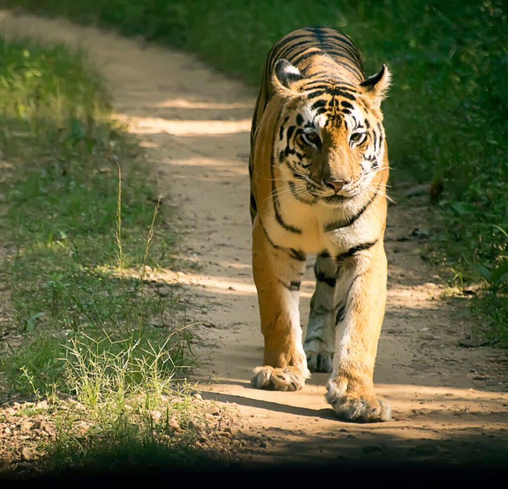 Dudhwa National Park