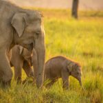Elephant seen during Dhikala Zone safari in Jim Corbett National Park