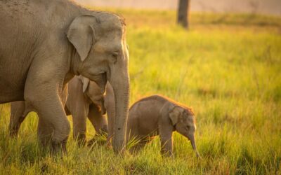 Dhikala Zone Safari Guide: What Makes It Special