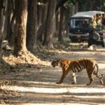 Common Mistakes to Avoid While Booking Corbett Safari