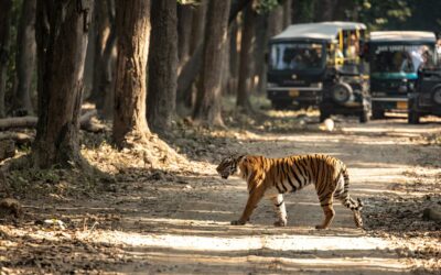 Common Mistakes to Avoid While Booking Corbett Safari
