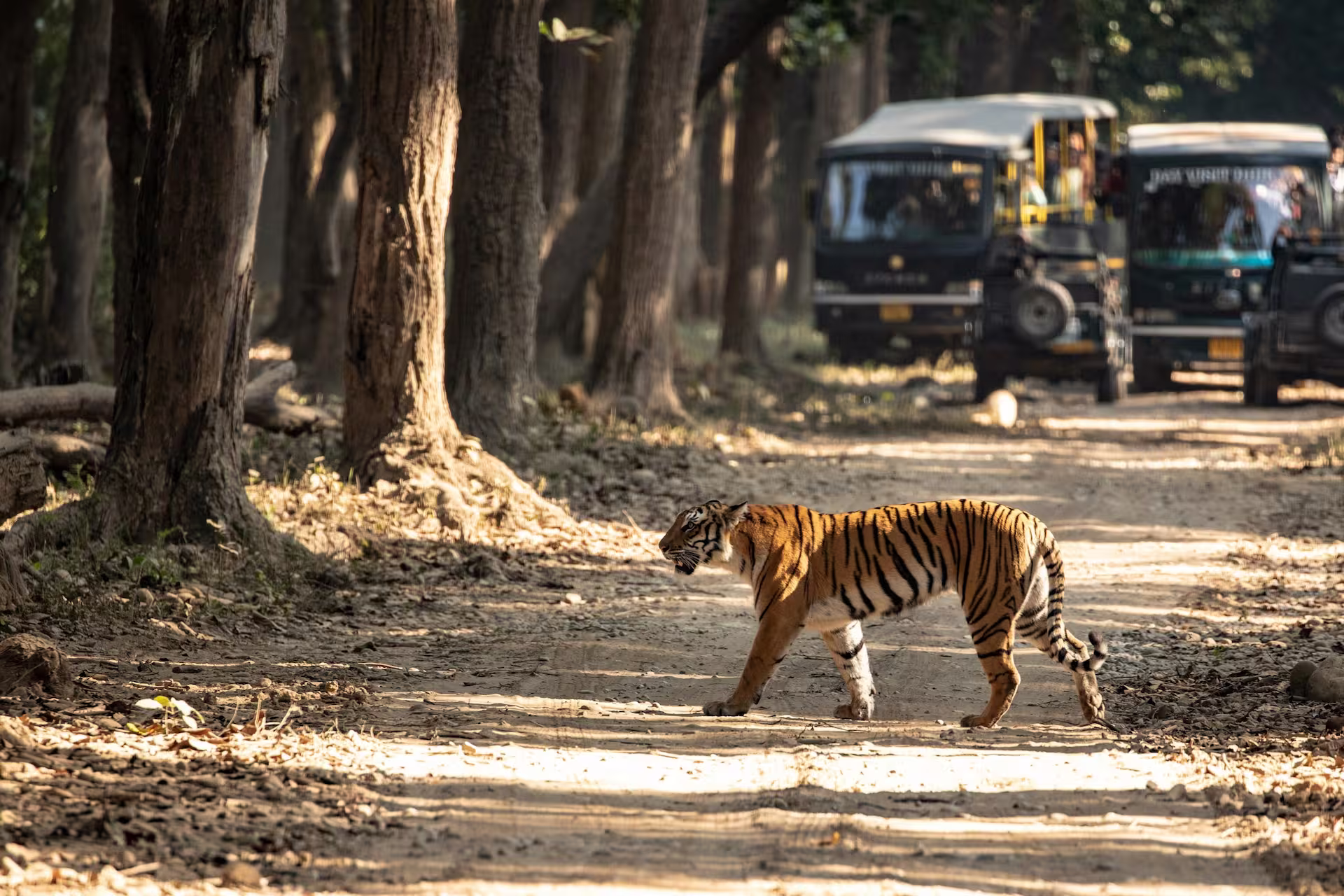 Common Mistakes to Avoid While Booking Corbett Safari Common Mistakes to Avoid While Booking Corbett Safari