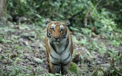 Why Corbett Is Important for Tiger Conservation in India