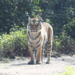 Luxury vs Budget Safari Experience in Jim Corbett : What Should You Choose?