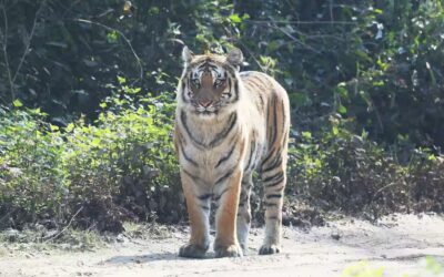 Luxury vs Budget Safari Experience in Jim Corbett National Park: What Should You Choose?