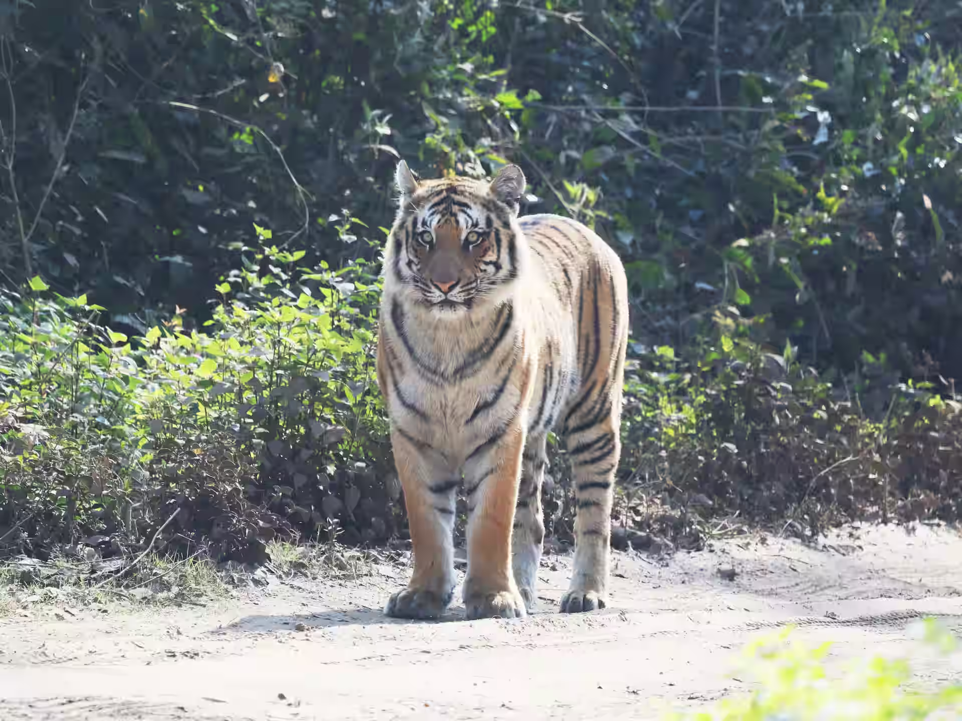 Luxury vs Budget Safari Experience in Jim Corbett : What Should You Choose?