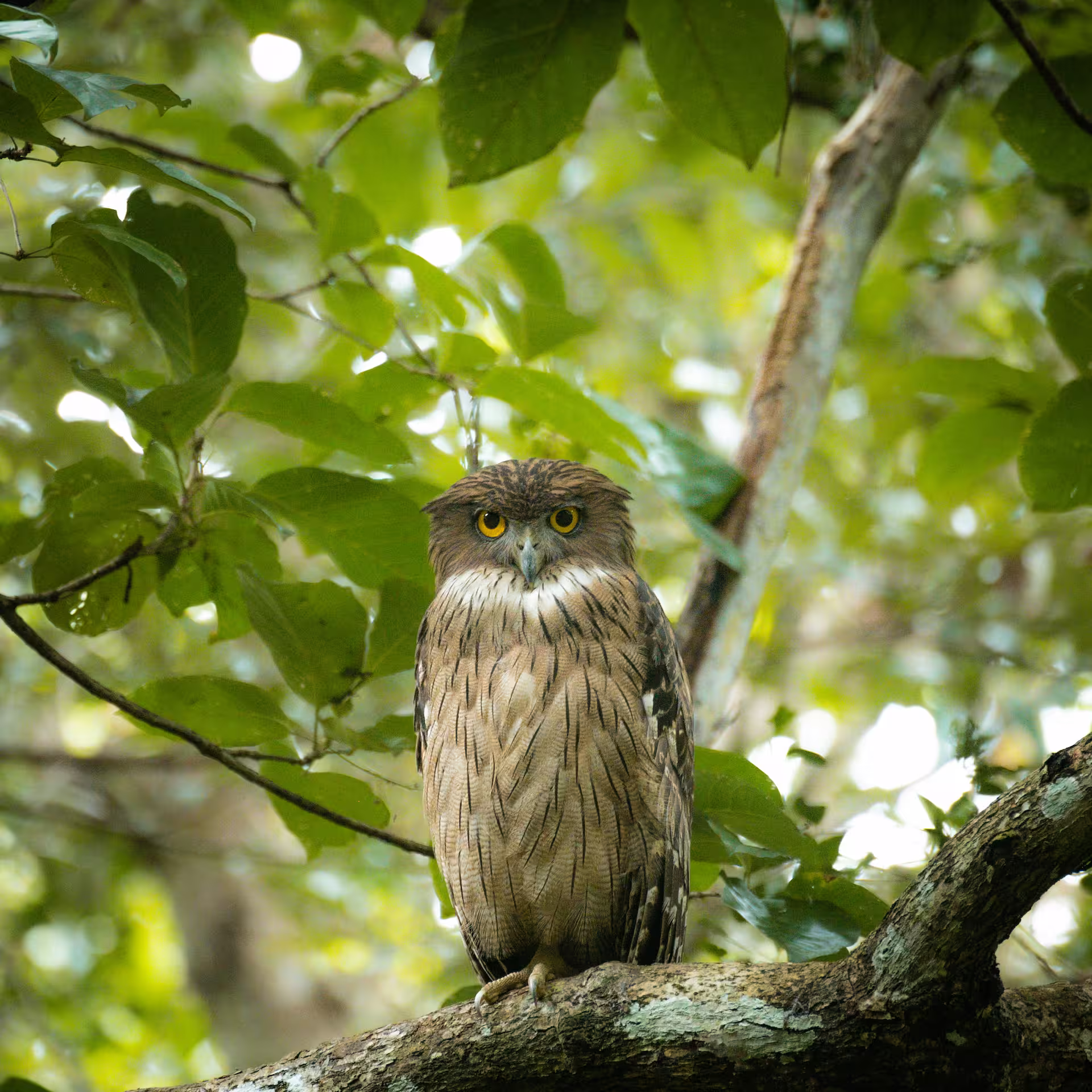 Brown Fish Owl