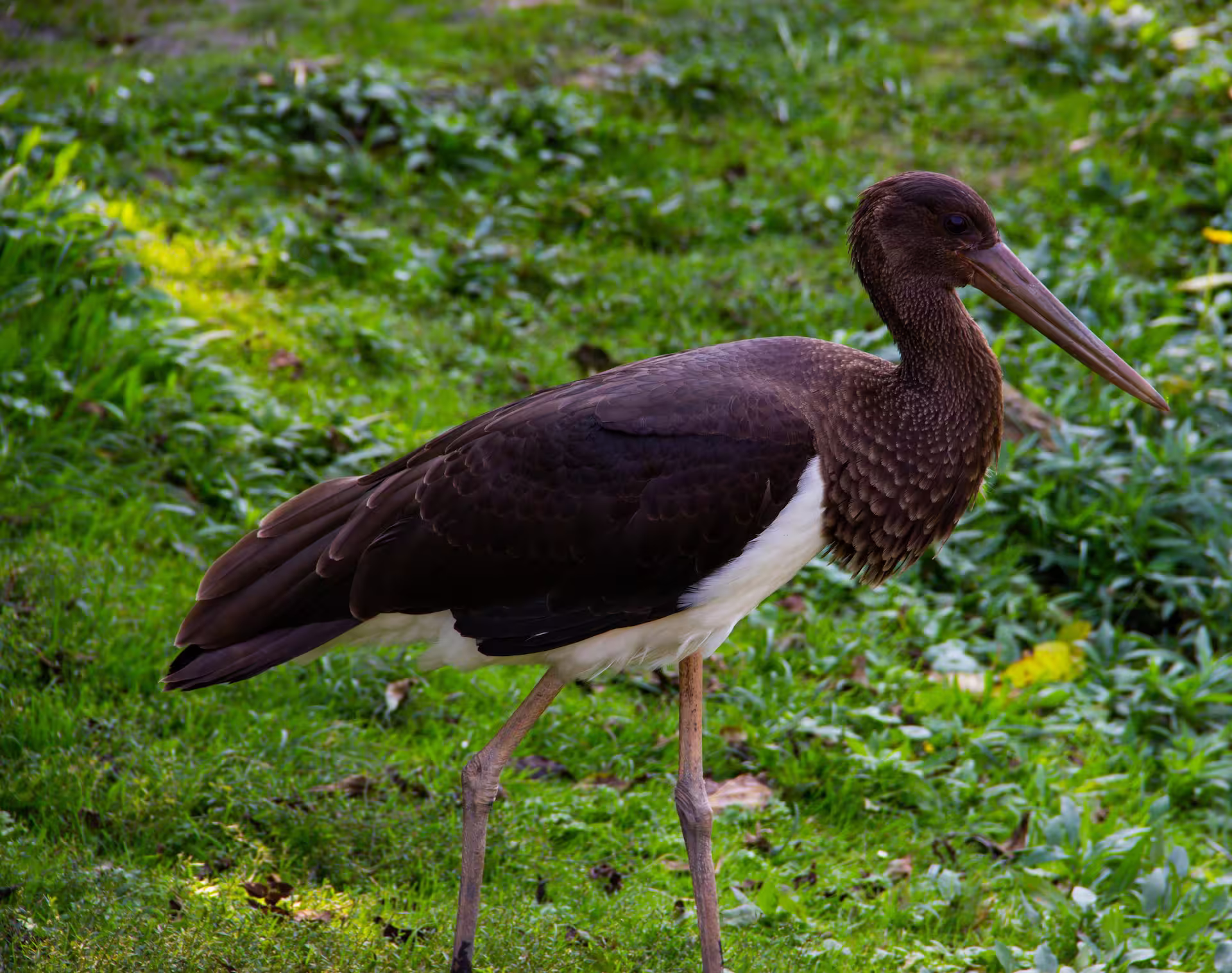 Black Stork (Winter Visitor)