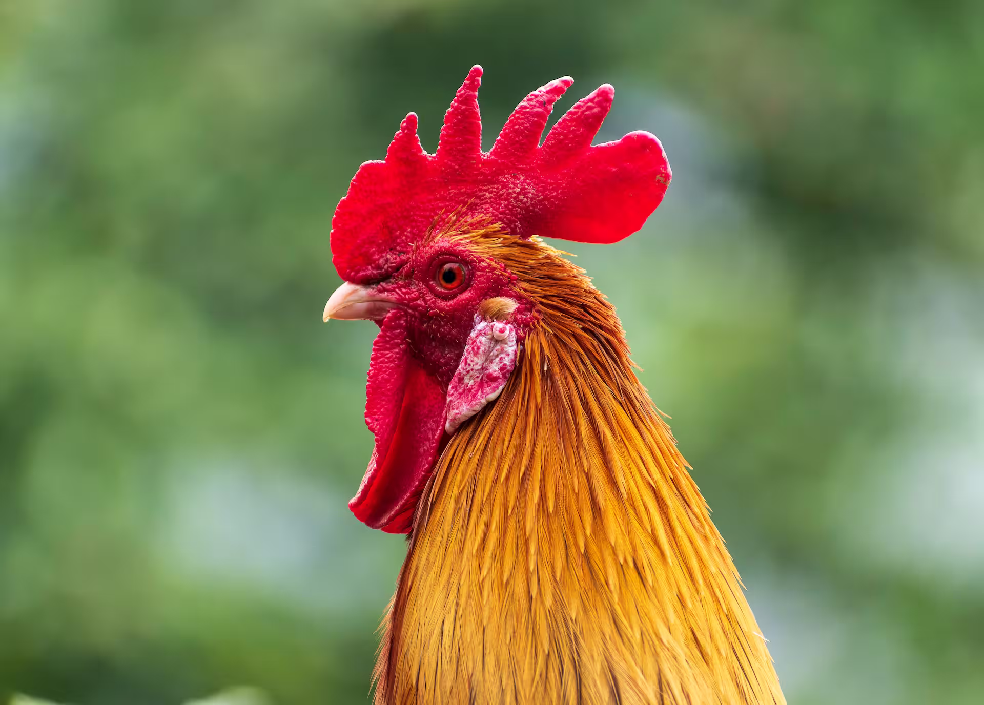 Red Junglefowl