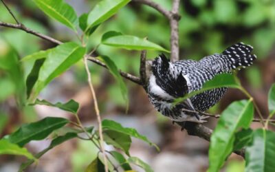 Top 10 Birds to Spot in Corbett National Park