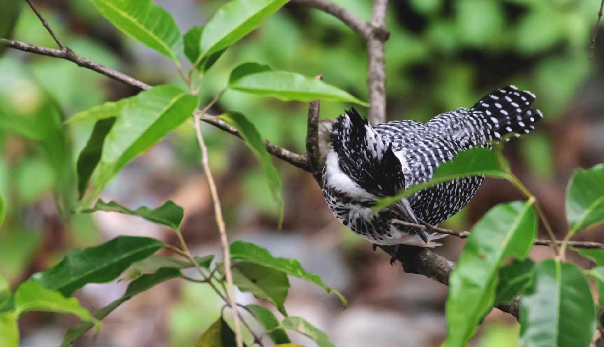 Crested Kingfisher