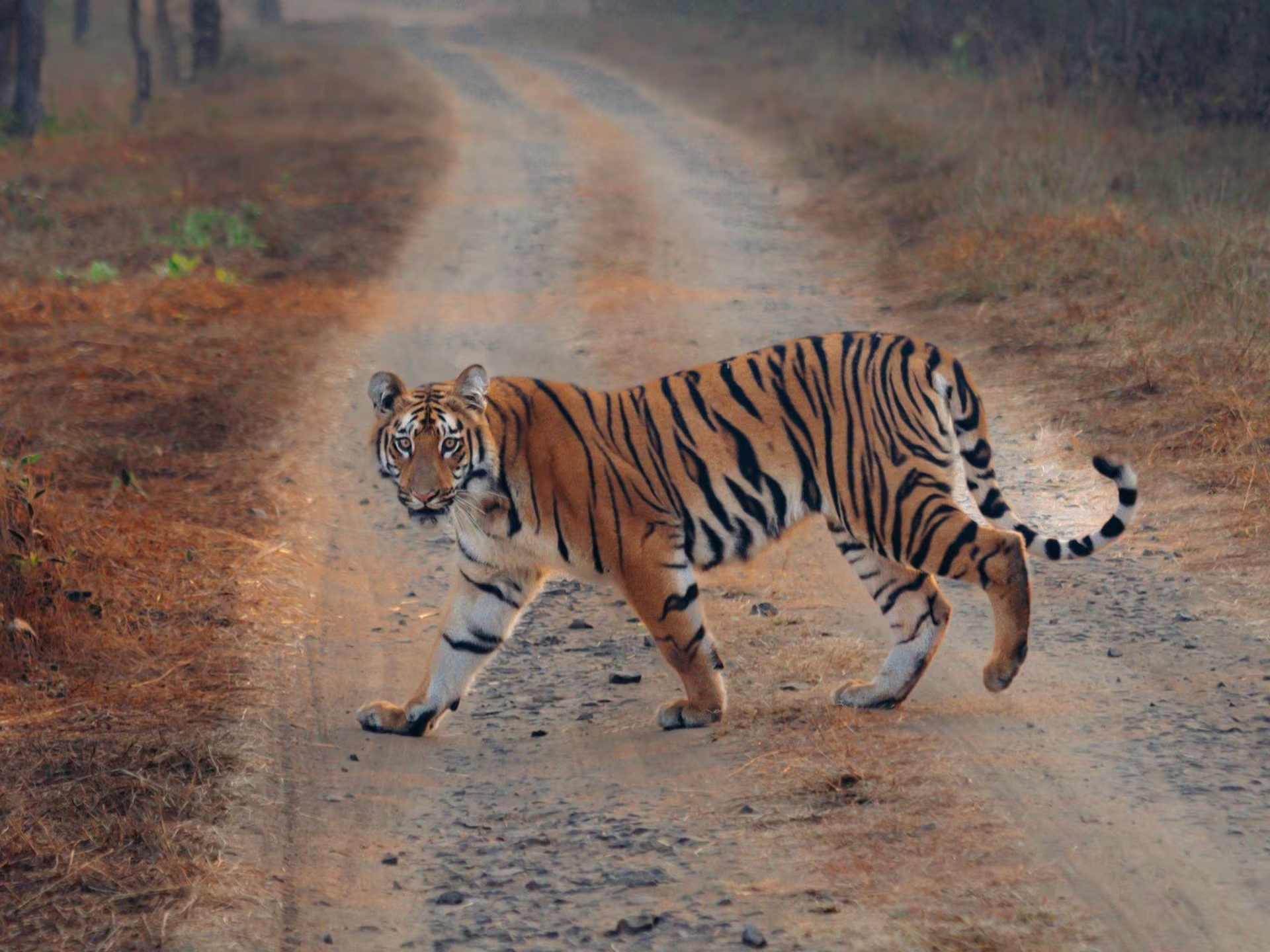 honeymoon package kanha