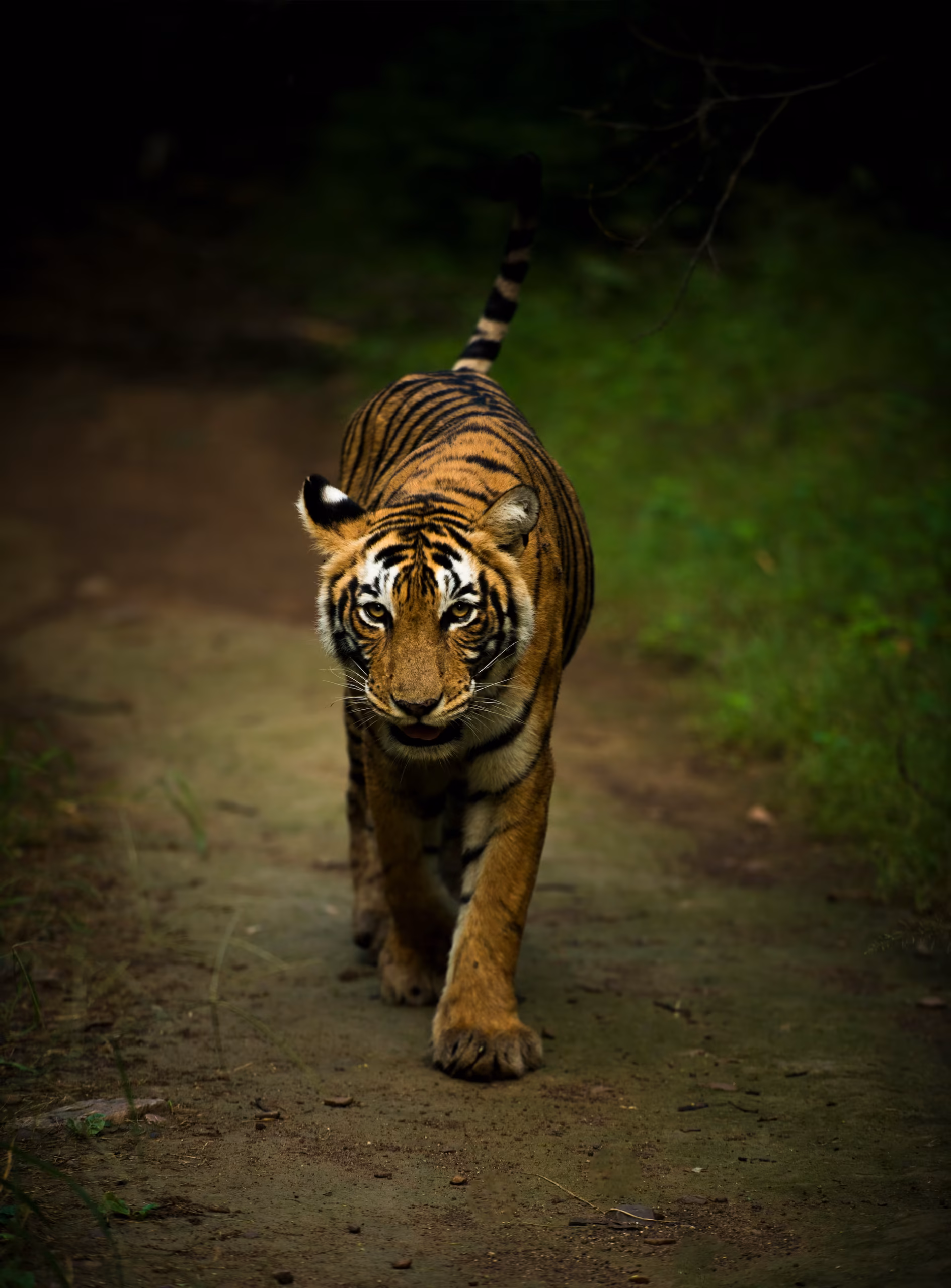 the-bengal-tiger-ranthambore-national-park