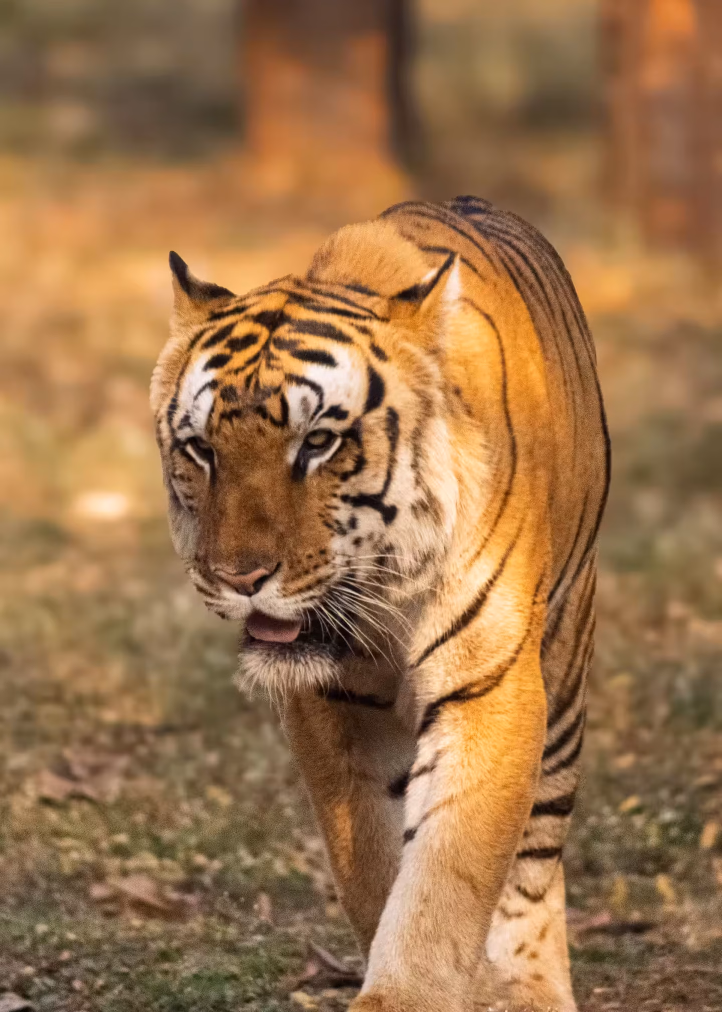 sariska-tiger-reserve-bengal-tiger