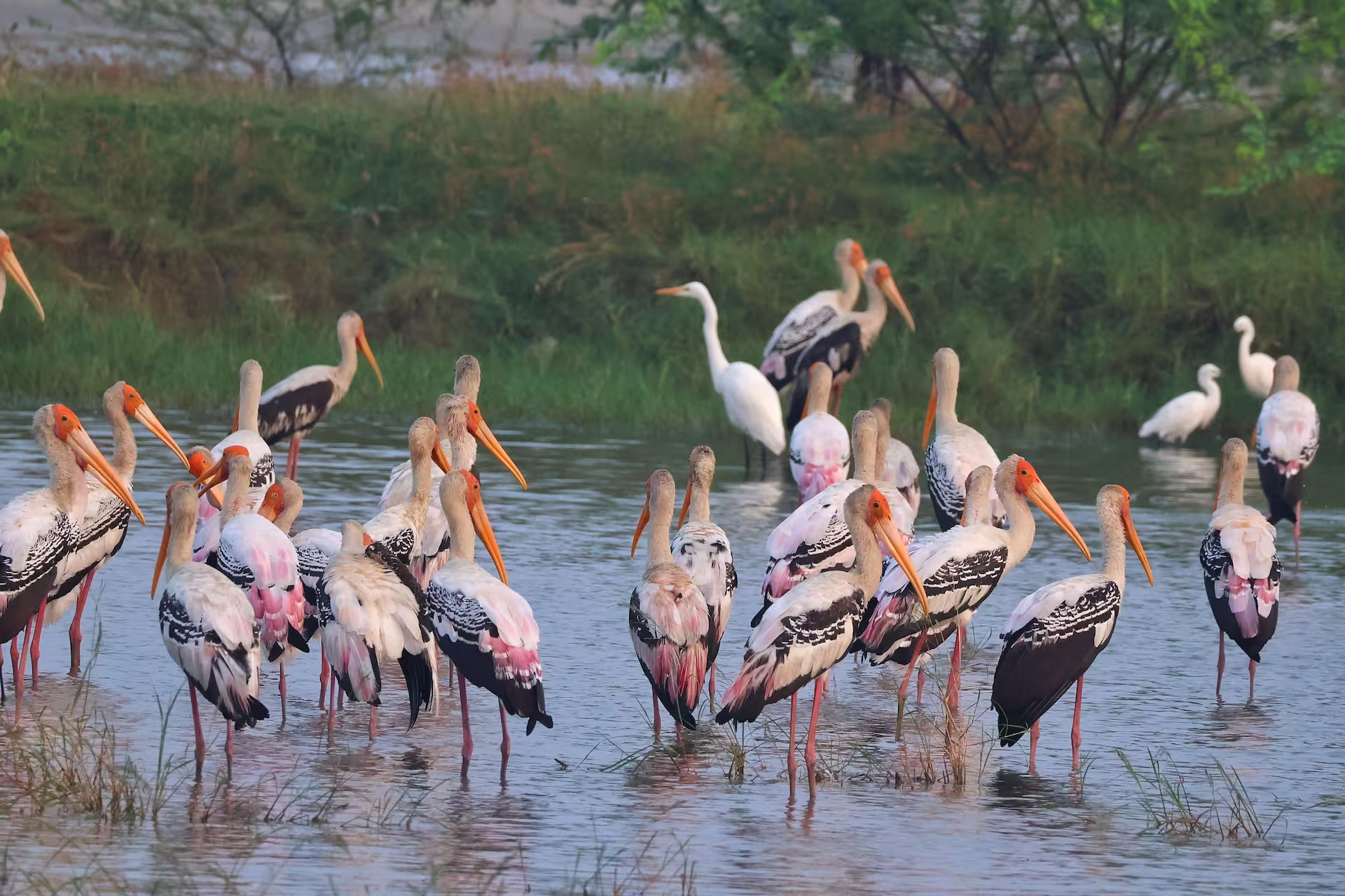 keoladeo-national-park-bharatpur