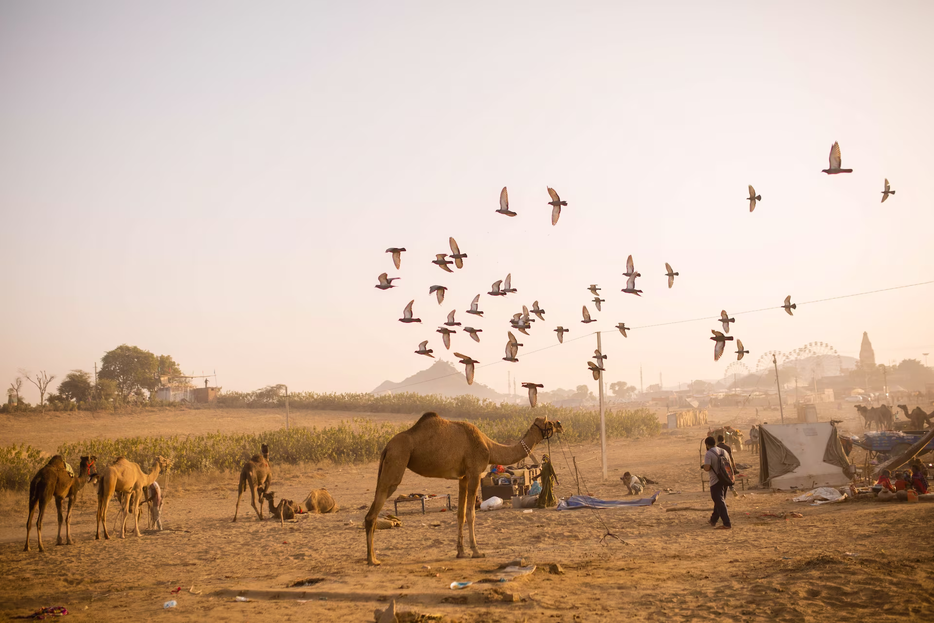 pushkar-camel-fair-rajasthan