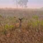 sambar-deer-in-kanha