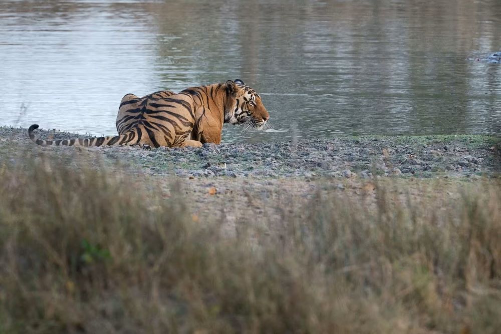 Tiger Near Water