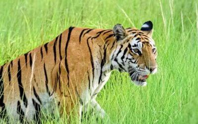 How Far in Advance Should You Book Kanha Safari